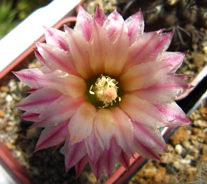 Eriosyce taltalensis subsp. pilispina (syn. Neoporteria calderana, Pyrrhocactus pilispinus)